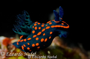 nudibranch d700 f10,1/320 by Eduardo Nadal 